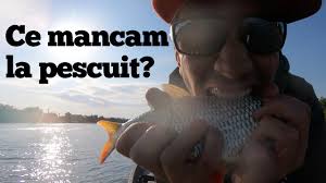 Pescuit la feeder pe olt la barajul dragoiesti. Pescuit La Caras Si Crap La Feeder Cu Pop Up Trasaturi Nebune La Feeder