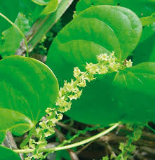 Image result for Dioscorea quartiniana