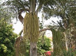 Image result for Caryota urens