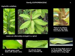 Image result for Euphorbia umbellata