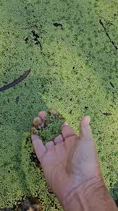 Image result for Wolffiella hyalina