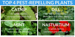 Organic is the one you should have. The Ultimate Guide To Garden Pest Control