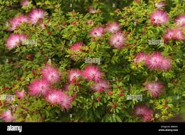 Image result for Calliandra tweedii