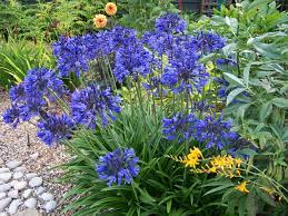 Hardy Plant Society Photographs Hardy Plants Plants Agapanthus