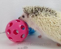 hedgehog playing with a toyの画像