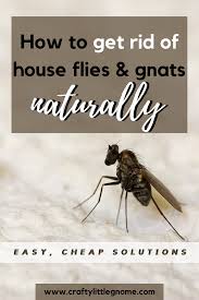 They can't smell the chemicals, and. Why Are There Flies In My House All Of A Sudden Crafty Little Gnome Bedroom Organization Diy Cleaning Hacks Bedroom Get Rid Of Flies