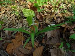 Image result for Anthericaceae