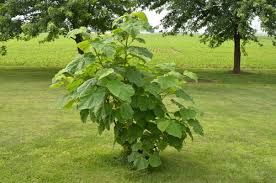 The upright tree grows to a mature height of about 40 feet, with a crown about 40 feet wide. How Should I Prune This Royal Empress Tree