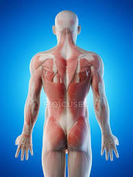 Maybe you would like to learn more about one of these? Male Anatomy And Muscular System Computer Illustration Tendon Medicine Stock Photo 318065140
