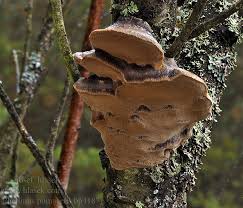Image result for Phellinus pomaceus