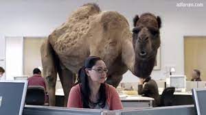 Unfollow geico camel to stop getting updates on your ebay feed. Geico Hump Day