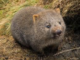 It's not like you were waiting for some advancement in technology to finally unlock the secrets of a wombat's innards. 8zoprmkoib2 Pm