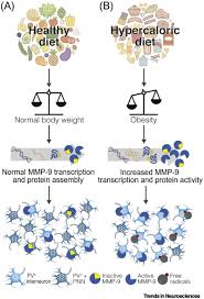By k kittel v.2 \3 digitized by the. Perineuronal Nets Plasticity Protection And Therapeutic Potential Trends In Neurosciences