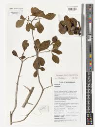 Image result for Catunaregam obovata