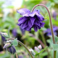 Maybe you would like to learn more about one of these? Aquilegia Vulgaris Var Stellata Blue Barlow Dorset Perennials