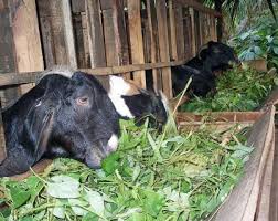 Maybe you would like to learn more about one of these? Cara Ternak Kambing Yang Baik Agar Cepat Gemuk Dan Menguntungkan Nuansa Baru