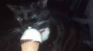 What Does Your Cat Do With Bugs Quora