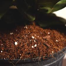When this occurs be sure to water your plant until water is flowing from the bottom of the pot. Fiddle Leaf Fig Soil For Sale Best Soil For Fiddle Leaf Figs Perfect Plants
