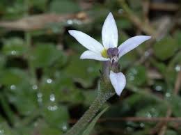 Image result for Lobelia uliginosa