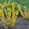 Wide range of forsythia varieties. Https Encrypted Tbn0 Gstatic Com Images Q Tbn And9gcqo4dhunynqws8iqv5agezleon7lf6iqqevgzduzmzpf7uje8p0 Usqp Cau