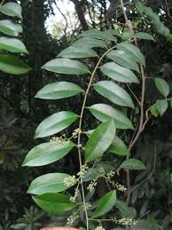 Image result for Embelia