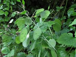 Maybe you would like to learn more about one of these? Honesty Moonwort Money Plant Lunaria Annua