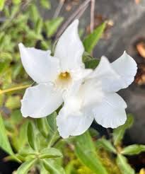 Image result for Mandevilla laxa