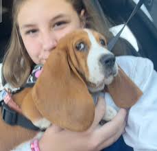 Introducing new basset hound puppy