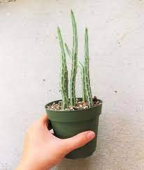 To me, it looks like a very young specimen of echinocactus ingens. Pickle Plant Kleinia Stapeliiformis Plants Succulents Planting Succulents