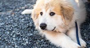 It is importantfor all dogs to be socialized at a young age, but especially with the great pyrenees. Great Pyrenees Temperament Learn More About This Big Breed