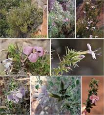 Image result for Barleria spinulosa