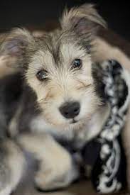 Jj By Paw Pixels Photography Baby Dogs Puppies Cute Dogs