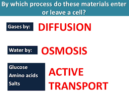 Osmosis Diffusion Active Transport