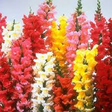 Snapdragons Garden Love Pinterest Snapdragon Flowers Deer Resistant Flowers Flower Seeds