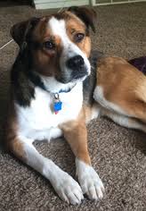 Saint bermastiff (st bernard x mastiff) this giant designer mix has an easygoing and loving disposition, always looking to please its people. View Ad Pembroke Welsh Corgi Saint Bernard Mix Dog For Adoption Near Minnesota Minneapolis Usa Adn 425717