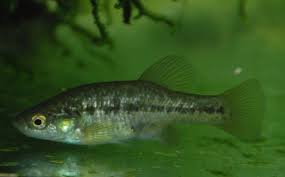 Image result for Allophylus fulvotomentosus