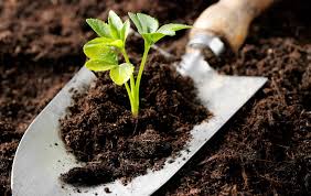Image result for soil