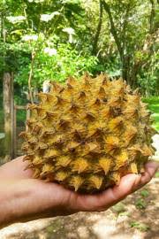 Image result for Monanthotaxis afra