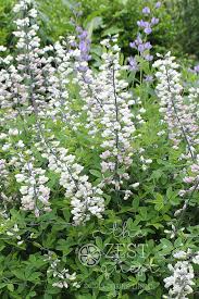 As soil warms in spring (such as around may, depending on your location), you should see sprouts appear within 1 to 3 weeks. What S Blooming In Late May In Northern Ohio The Zest Quest Bloom Texas Native Plants Plants