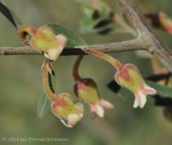 Image result for Diospyros natalensis