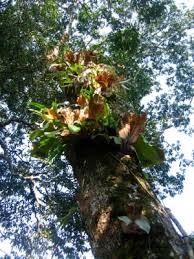 Image result for Entandrophragma delevoyi