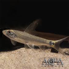 Next to the cherry shrimp covered below, the amano shrimp is the most popular crustacean in the aquarium trade and a top choice as an algae eater. Reticulated Siamese Algae Eater Crossocheilus Reticulatus Aqua Imports