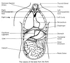 More 100 coloring pages from educational coloring pages category. 25 Inspired Photo Of Anatomy Coloring Pages Albanysinsanity Com Anatomy Coloring Book Anatomy Coloring Pages Coloring Books