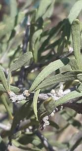 Image result for Phaeoptilum spinosum