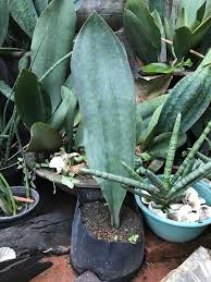 The plant is known for the large leaves that are firm, erect, and mottled green and grey. Sansevieria Mansonia Paddle Whale Fin Tail Snake Plant Indoor Outdoor Plant Houseplant Furniture Home Living Gardening Plants Seeds On Carousell