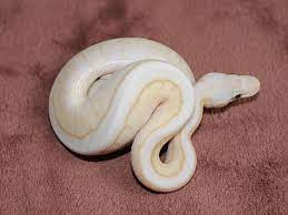Banana Lesser Pastel Pinstripe Spider Morph List World Of Ball Pythons Ball Python Pet Snake Python Snake