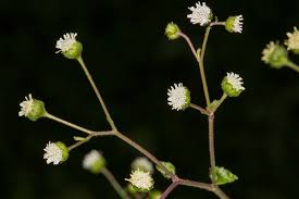 Image result for Adenostemma mauritianum