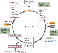 The energy is retrieved from. Photosynthesis Biology For Majors I