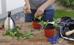 Von den meisten pflanzen lassen sich leicht stecklinge für die nachzucht ziehen. Stecklinge Ziehen 7 Tipps Fur Die Erfolgreiche Anzucht Mein Schoner Garten