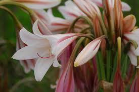 Image result for Disperis macowanii